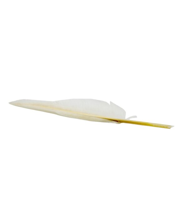 Traditional Quill Pen